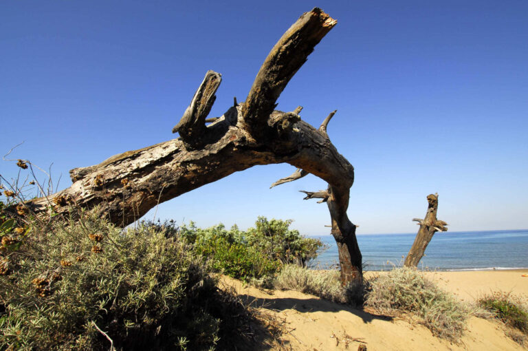 Spiaggia selvaggia a San Vincenzo