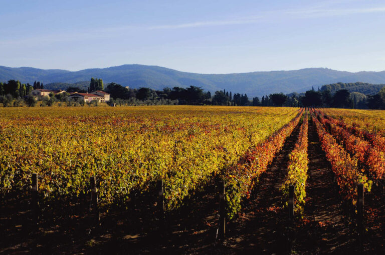 Vigne in Toscana
