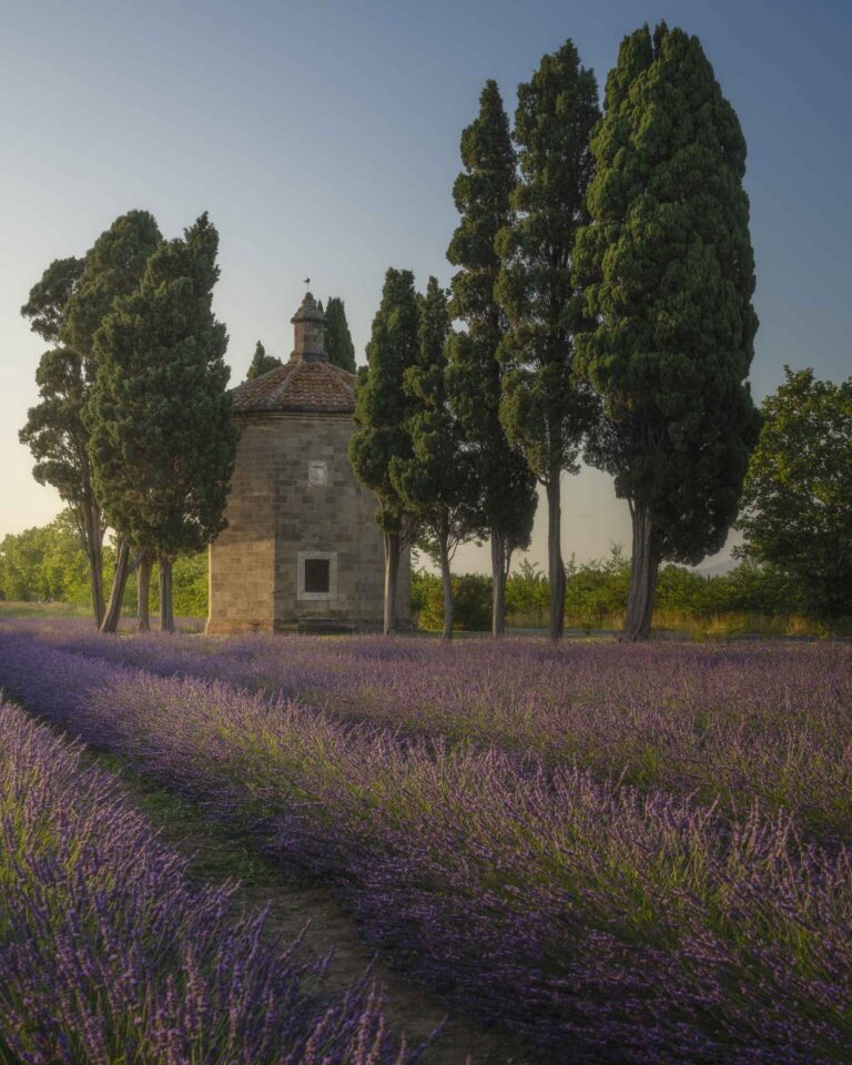 Campi di lavanda Oratorio di San Guido. Bolgheri