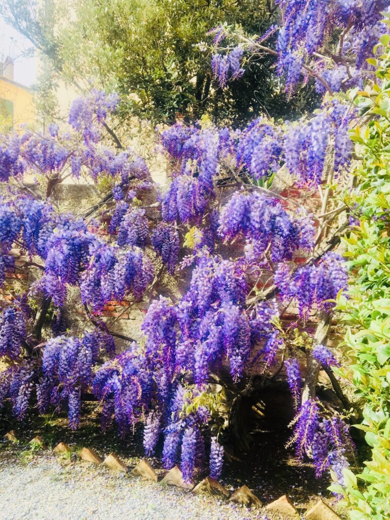 San Vincenzo Case Vacanza